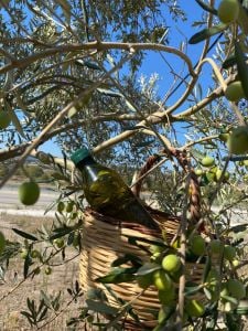 Yeni Sezon Erken Hasat Filtresiz Naturel Zeytinyağı 5 Litre