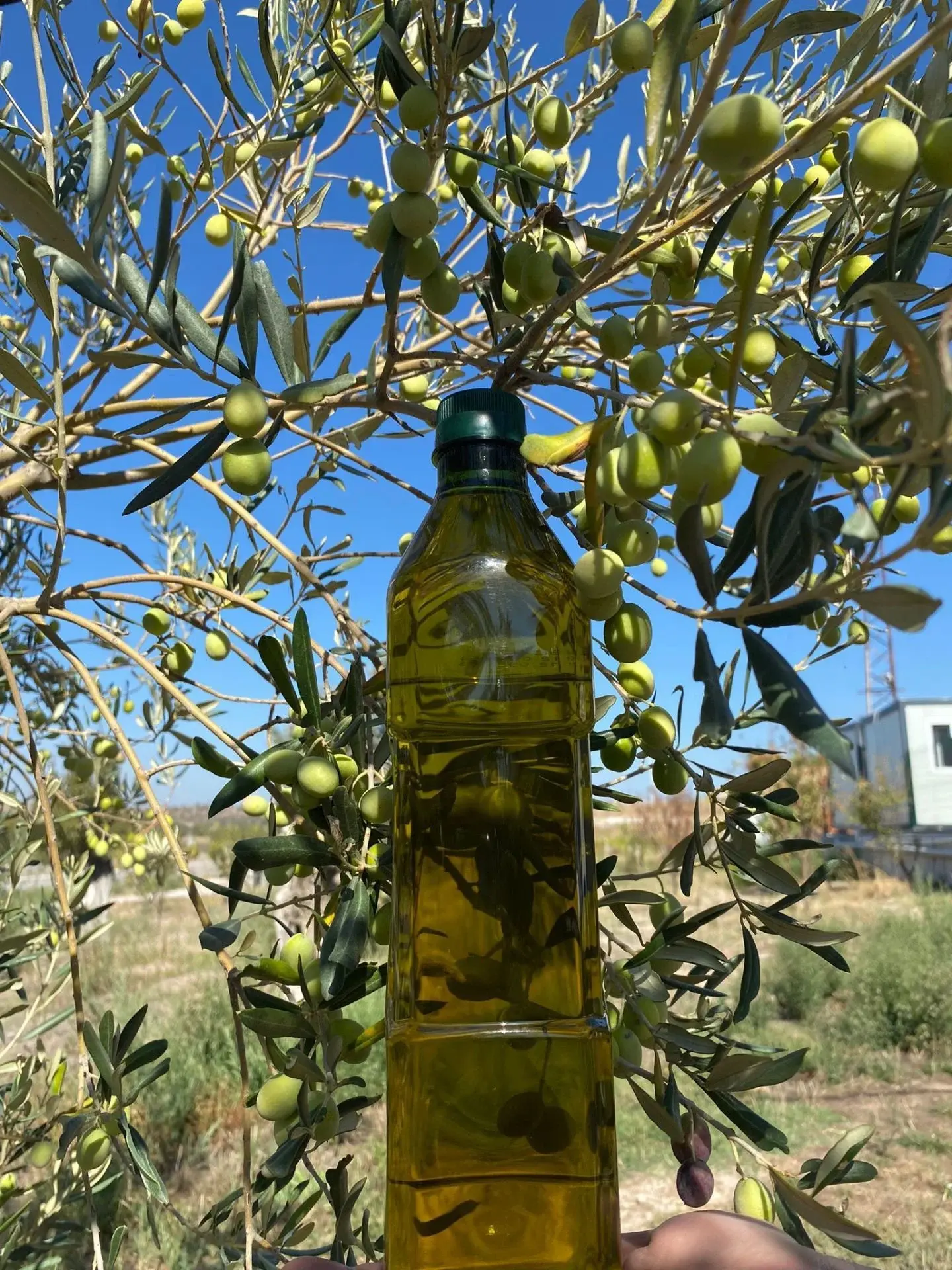Yeni Sezon Erken Hasat Cam Şişe Naturel Sızma Zeytinyağı 1 Litre